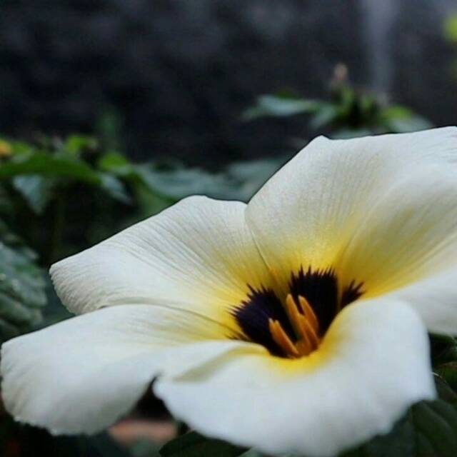 Bunga yolanda / pukul 8 / yolanda putih kuning