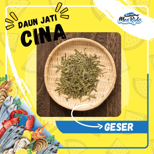 

Daun Jati Cina Original Herbal Alami Obat Pelangsing Praktis Termurah