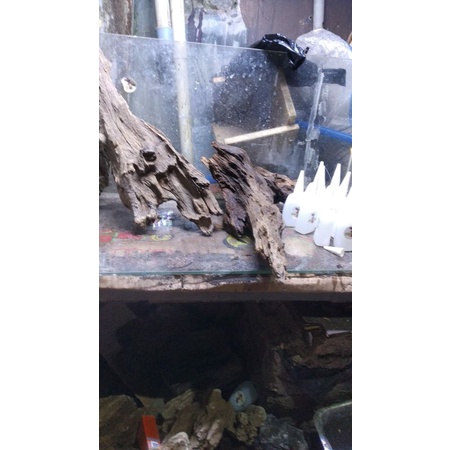 hardscape costum 30 cm shallow tank