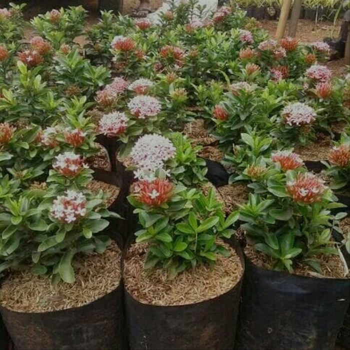 tanaman hias asoka jambon - asoka mini - asoka pink - soka jambon