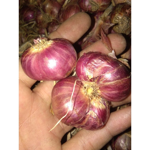 

bawang merah probolinggo