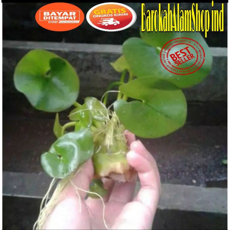 GREEN LOTUS~TANAMAN AQUASCAPE~GREEN WATER LILY