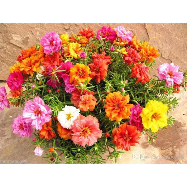 Benih Bibit Biji - Bunga Krokot Moss Rose Mix (Portulaca grandiflora) Krokot Mawar Single &amp; Double Flower Seeds - IMPORT