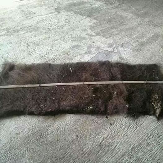 IJUK KAKABAN IKAN TEMPAT BERTELUR IKAN