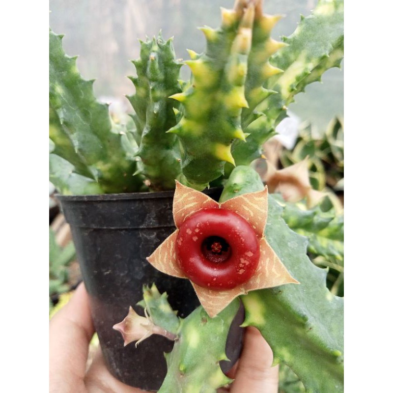 Kaktus Huernia Varigata