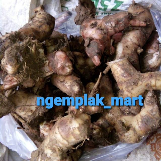 

Laos Merah Lengkuas merah laos muda lengkuas murah bumbu masak 250 gram