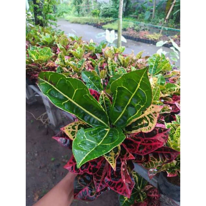 bibit unggul puring kura2 merah murah berkualitas