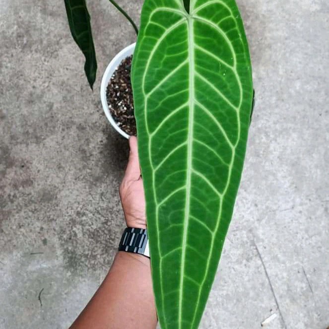 bibit anturium waroquean lidah gajah