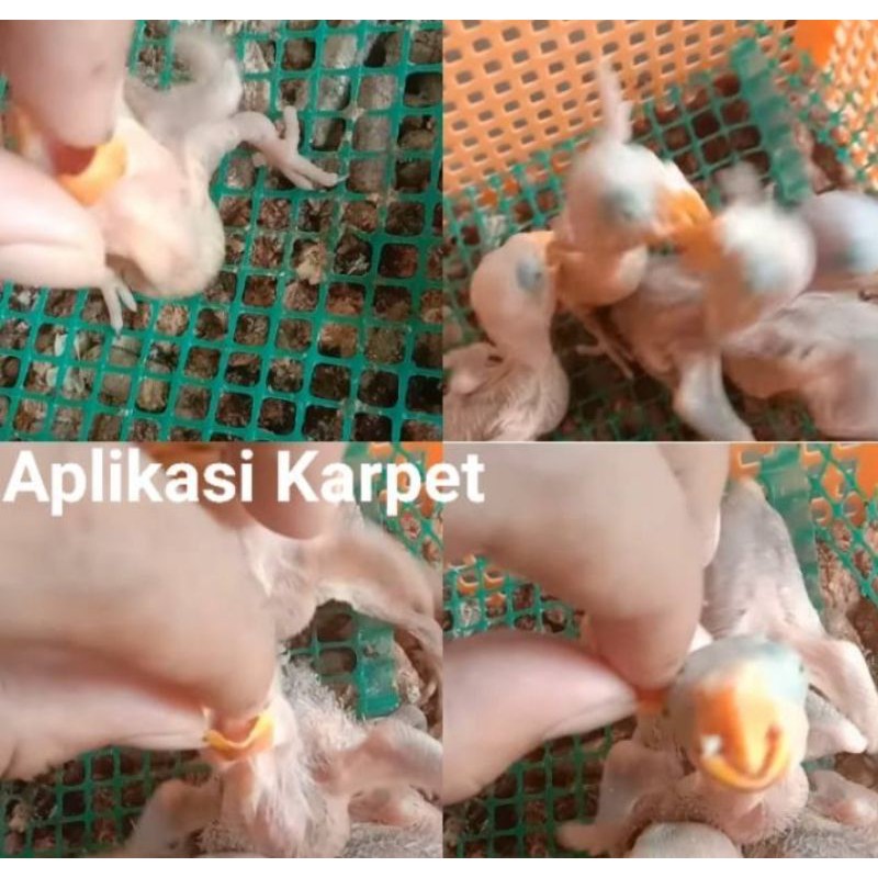 Alas Karpet PVC Anakan Burung Lovebird Falk Sunconure Nuri Afgrey Macaw