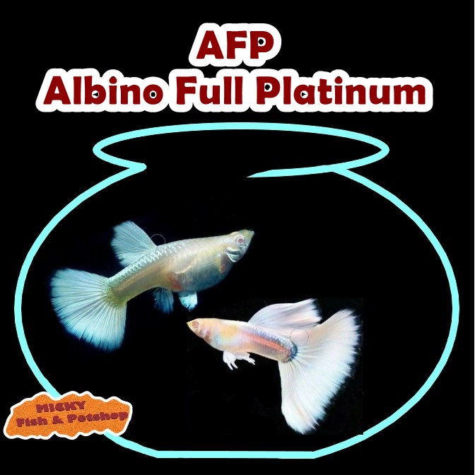 SEPASANG Guppy AFP Albino full Platinum Grade Indukan
