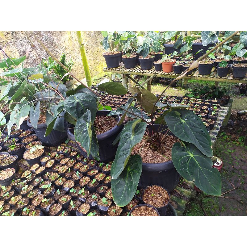 anthurium ace of spades | kuping gajah hitam | Bisa COD (BAYAR DI TEMPAT)