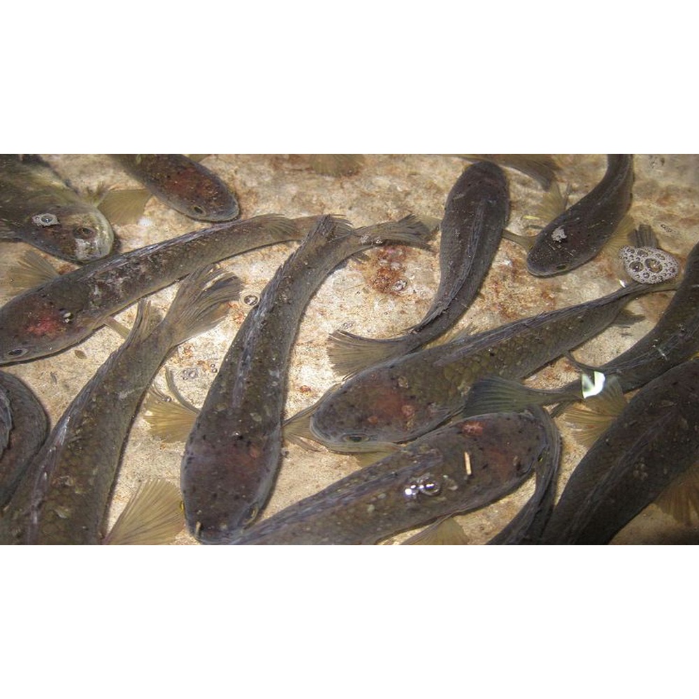 

Ikan Gabus