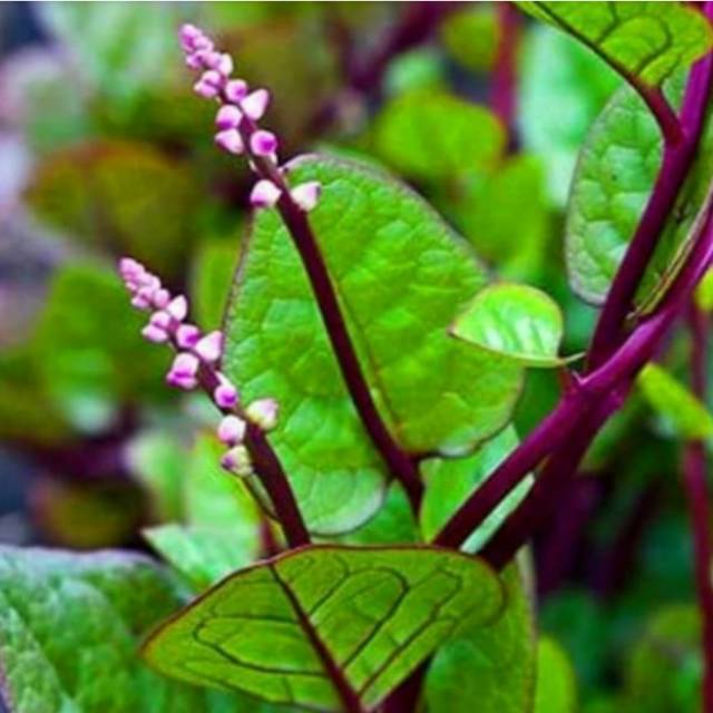 

Binahong merah pohon herbal