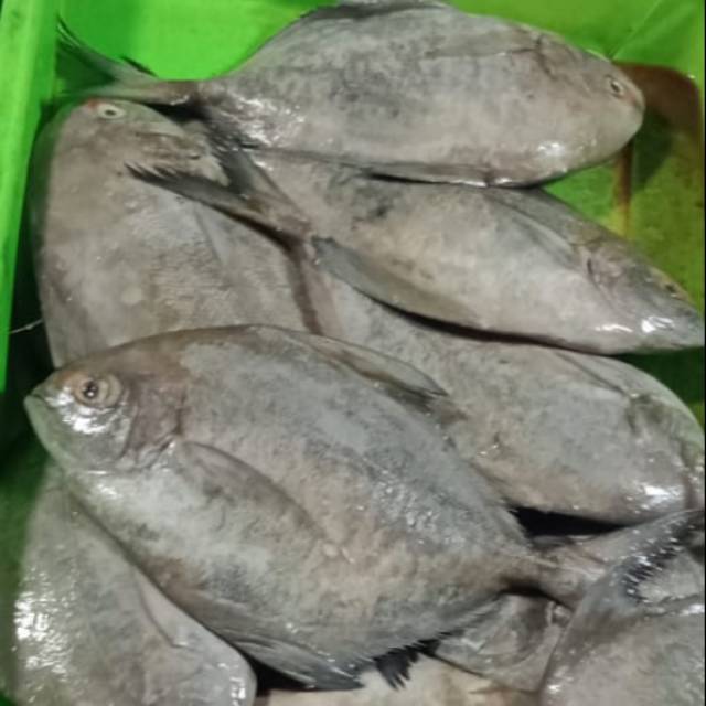 

Isi ( 2- 4 ) Bawal Hitam Fresh Nelayan