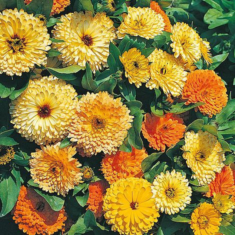 Benih Bibit Biji - Bunga Calendula Art Shades (Calendula officinalis) Flower Seeds - IMPORT