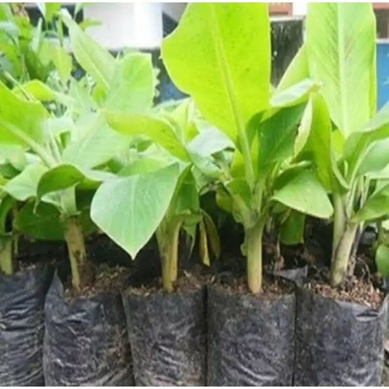pohon pisang semua jenis_bibit pohon pisang