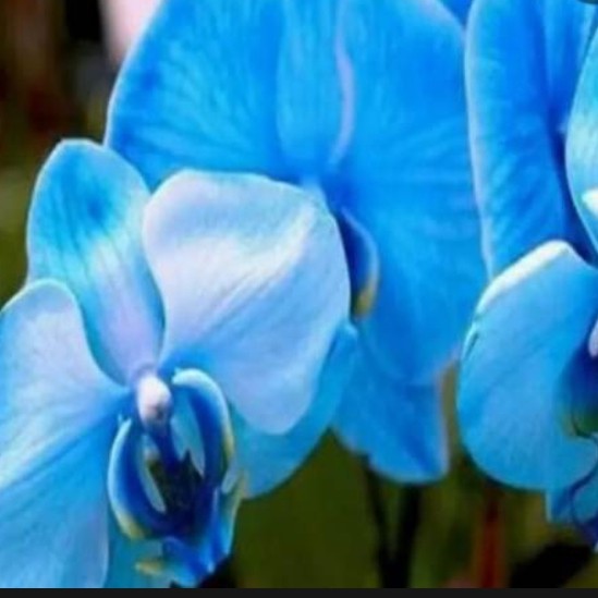 anggrek dendrobium sedling bunga biru