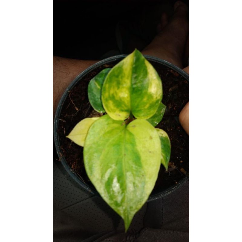 Anthurium Corong Garuda Variegata Daun 5-8 Fantastic