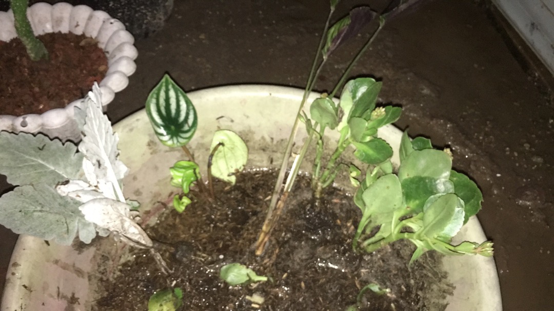 Tanaman Peperomia Semangka