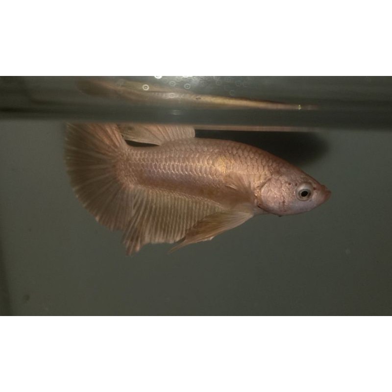 CUPANG SUPER GOLD GENETIC ORI