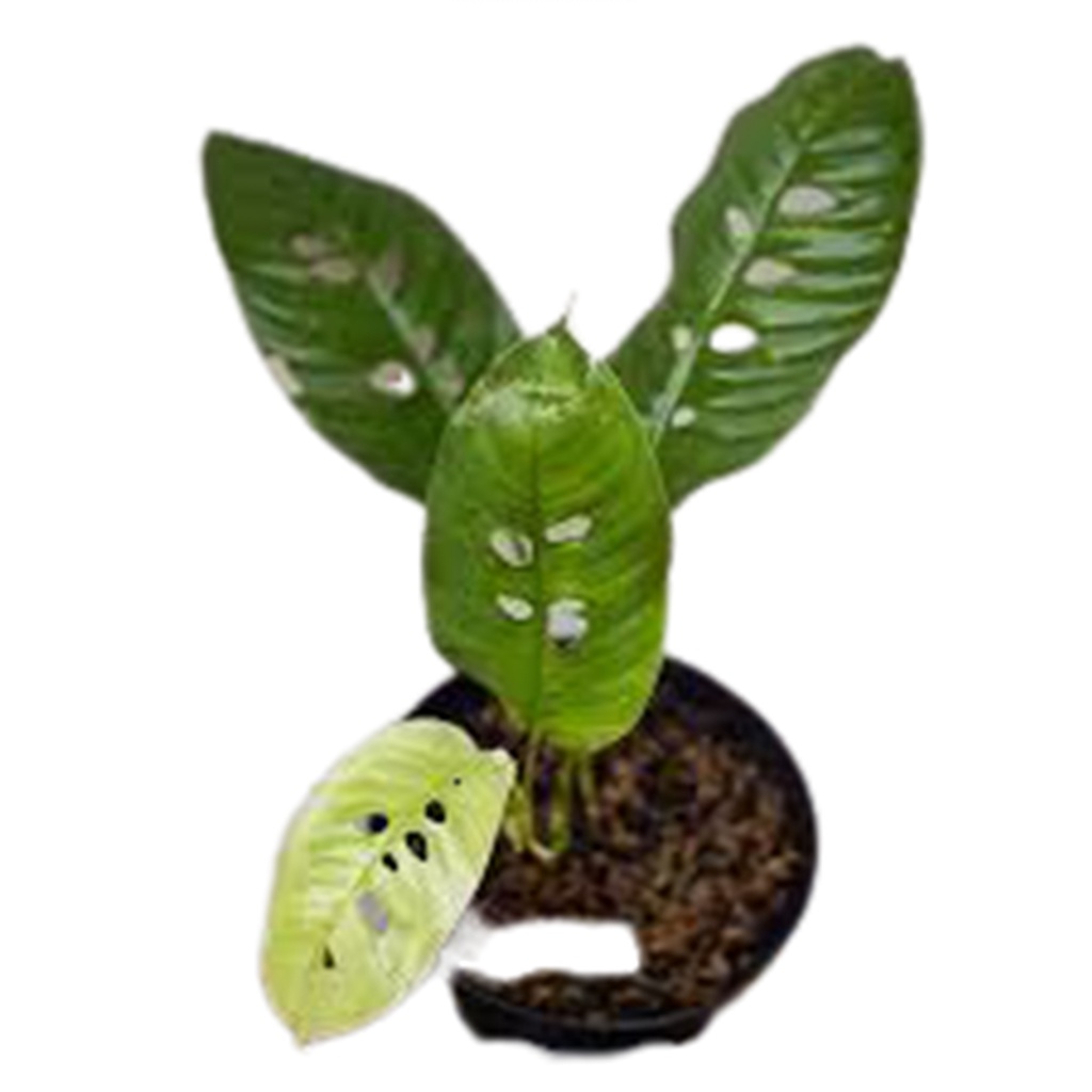 Raphidopora foraminifera DUDA BOLONG