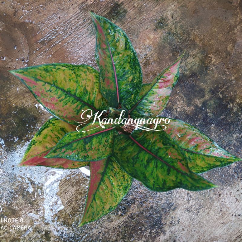 Aglonema Red Hengheng Jumbo