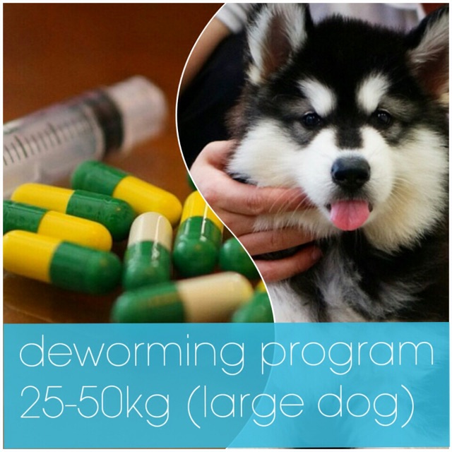 Obat Cacing Anjing Besar Shopee Indonesia