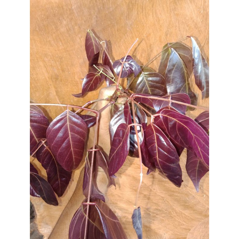 

daun jengkol muda segar pilihan 250 gram