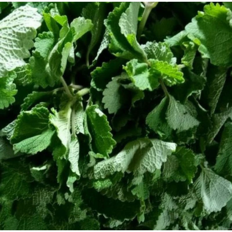 

Daun Bangun Bangun 500 gram