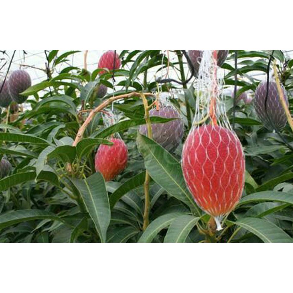 Bibit Buah Bibit Buah Mangga Yuwen 1#