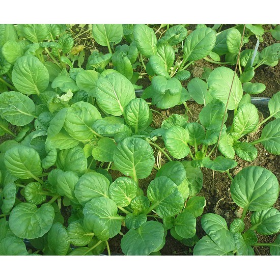 Benih-Bibit Green Tatsoi (Haira Seed)