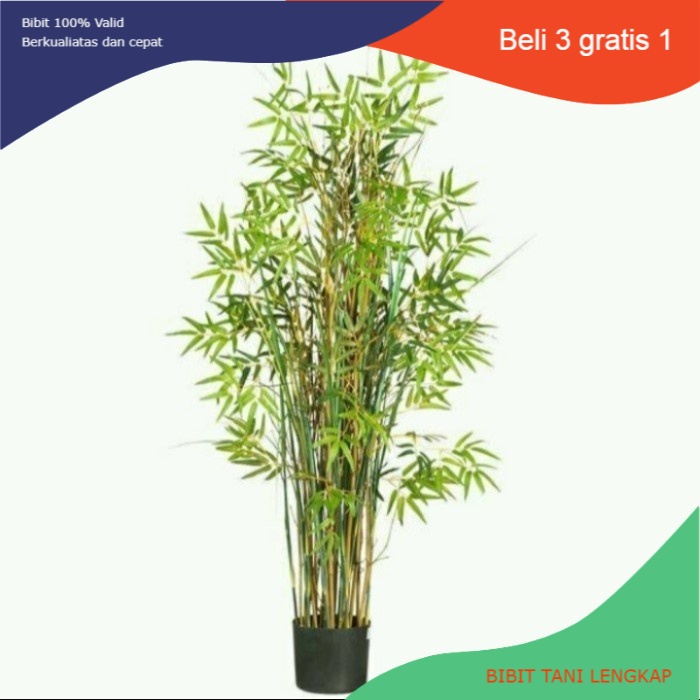 Bibit Taman Bambu Kuning Mini | Bambu Kuning Mini