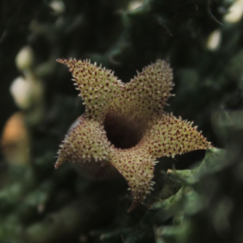 Stapelianthus decaryi