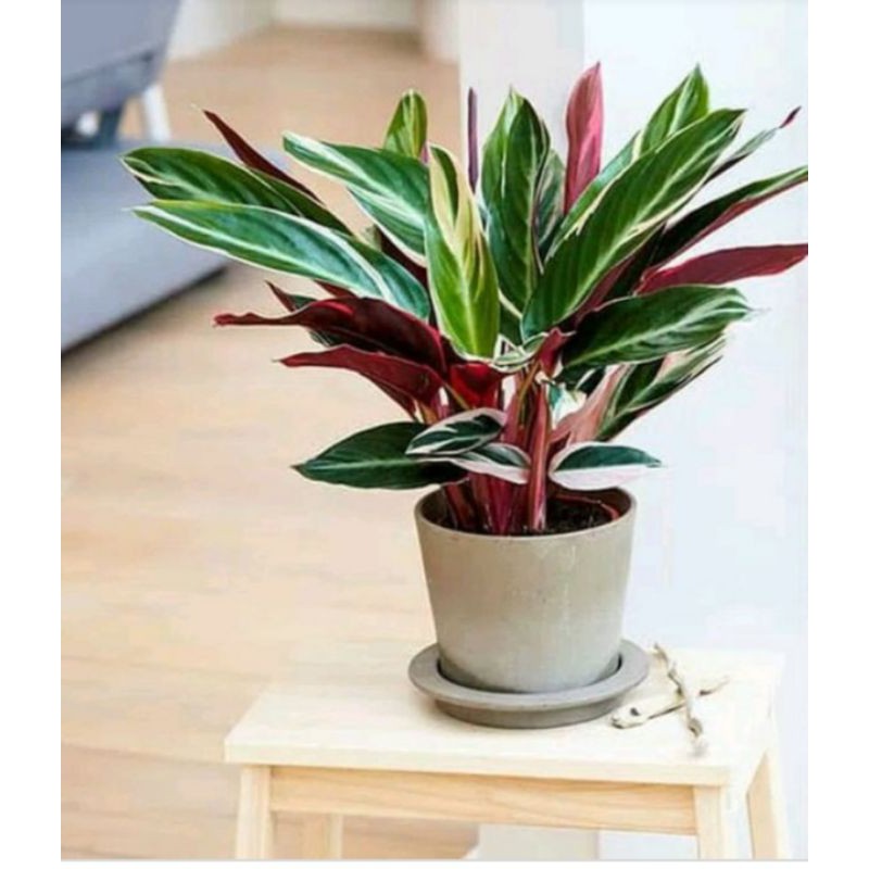 calathea multicolor/calathea_holand