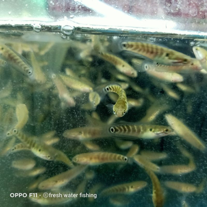 Channa asiatica RSWS ( RED STRIP WHITE SPOT ) 9-10cm doyan pelet