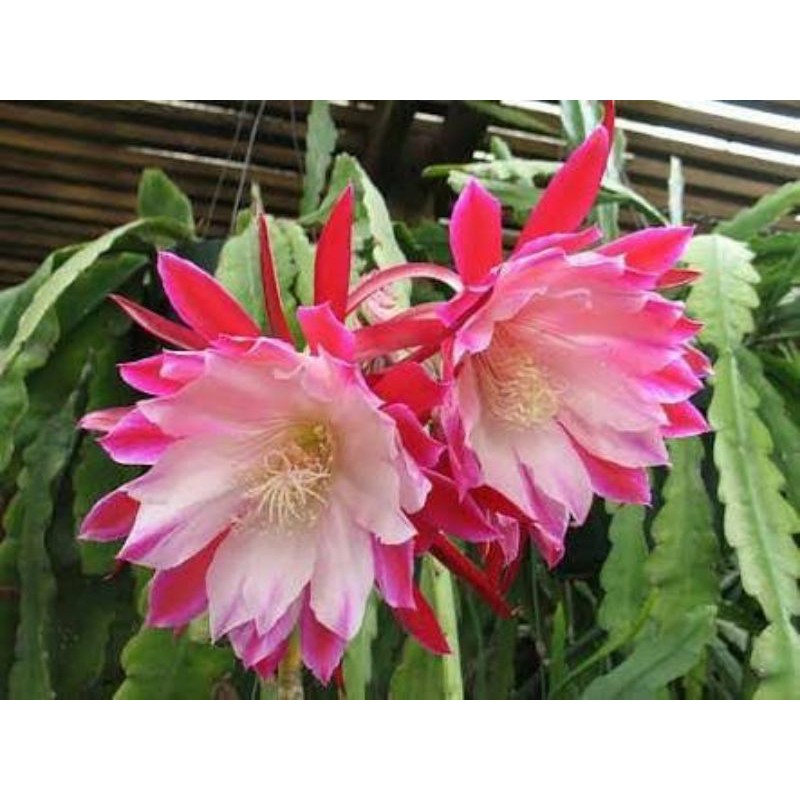 Paket  Wijaya Kusuma, Watermelon, Phillo Pink, Jewel Orchid