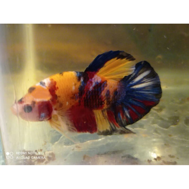 

Ikan Cupang Yellow Base