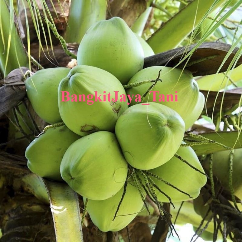BIBIT KELAPA PANDAN WANGI