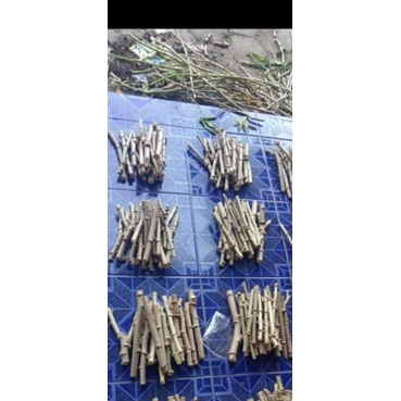 11 stek batang singkong daun sayur/bibit singkong daun sayur
