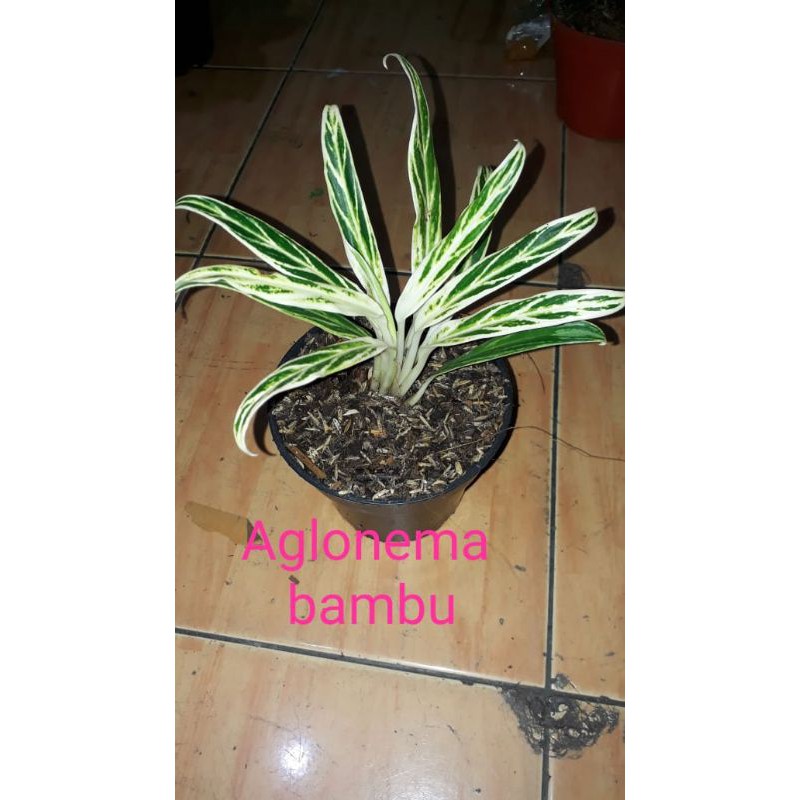 aglonema bambu
