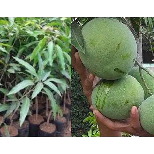 Bibit Buah Mangga Kelapa Jumbo | Bibit Tanaman Mangga Kelapa