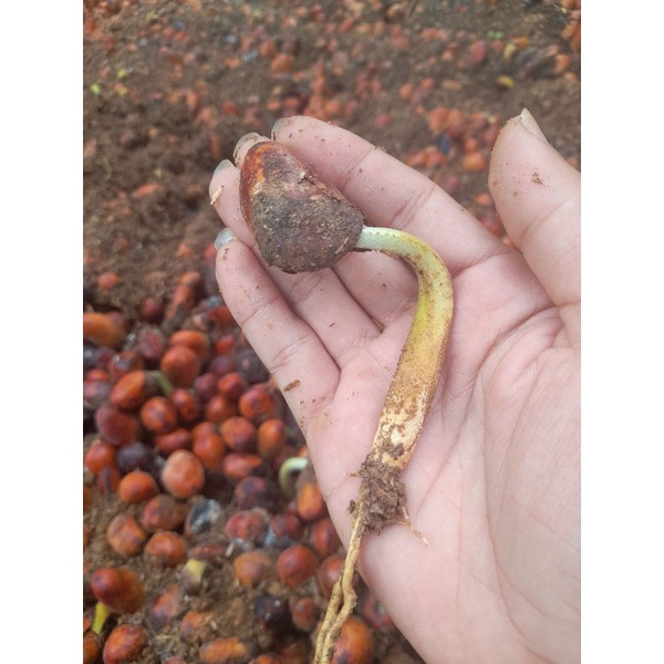 

Sedling durian|bibit durian|biji durian