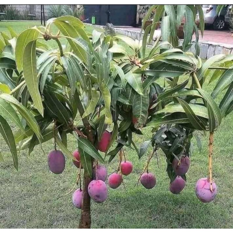 PAKET HEMAT ( BIBIT BUAH MANGGA IRWIN , ALPUKAT ALIGATOR SUPER JUMBO , JAMBU DALHARI SIAP BERBUAH GE