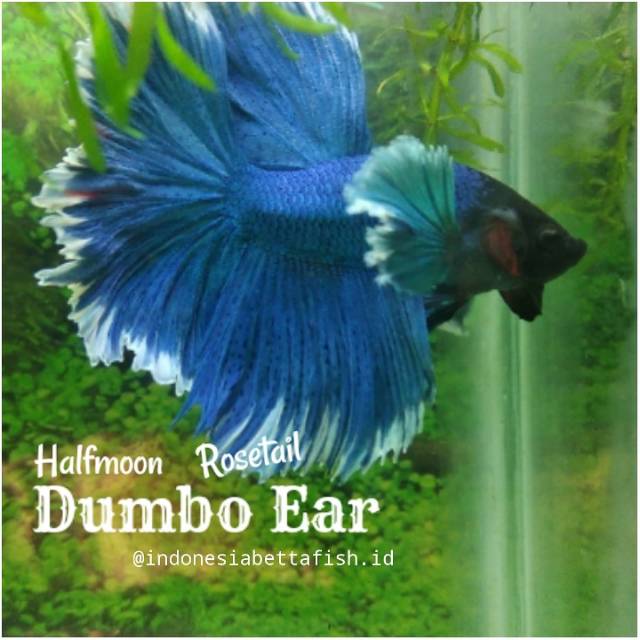 Halfmoon Dumbo Ear