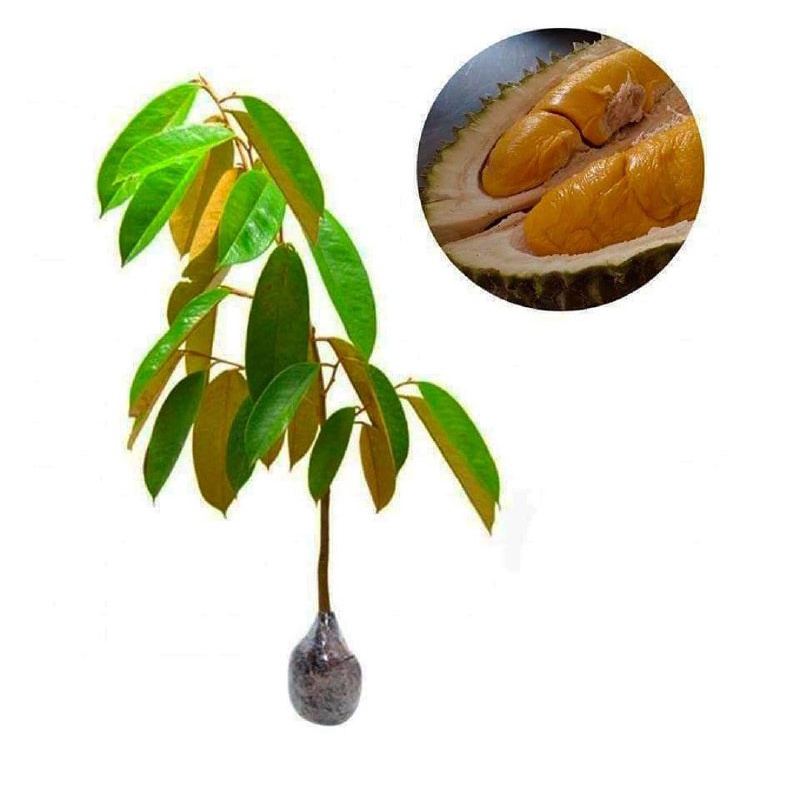 Bibit Durian Duri Hitam Kaki 3 Super Okulasi