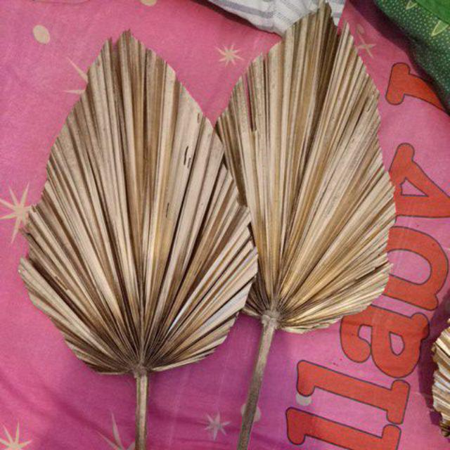 Daun Palem Gold L.25 Cm/dried Palm Leaves / Cuting Bagus