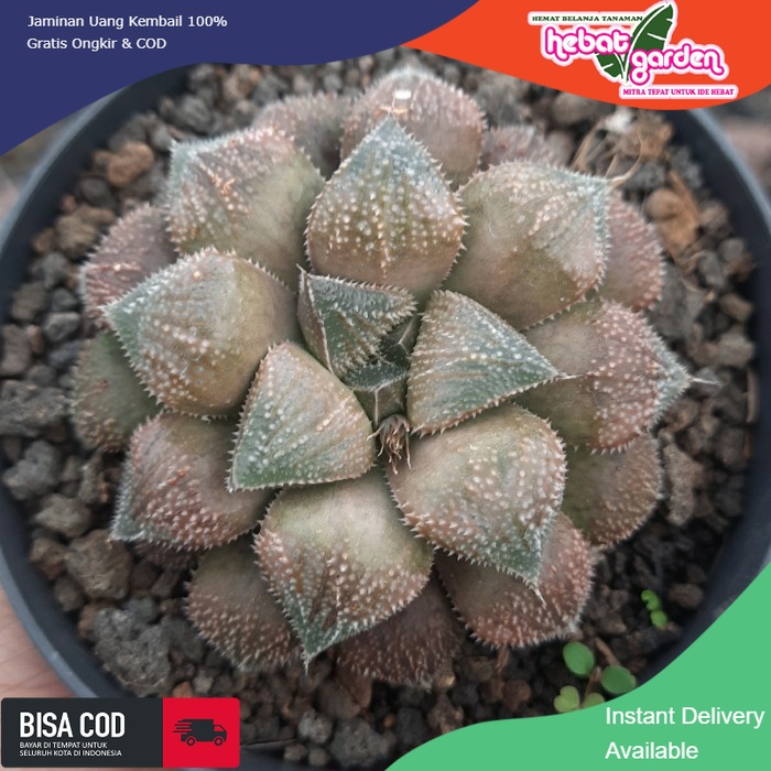 JUAL haworthia premium loss id coklat sukulen - Hebat Store