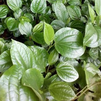 

Daun karuk segar petik langsung 250 gram