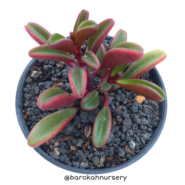 Sukulen Merah | Peperomia Graveolens
