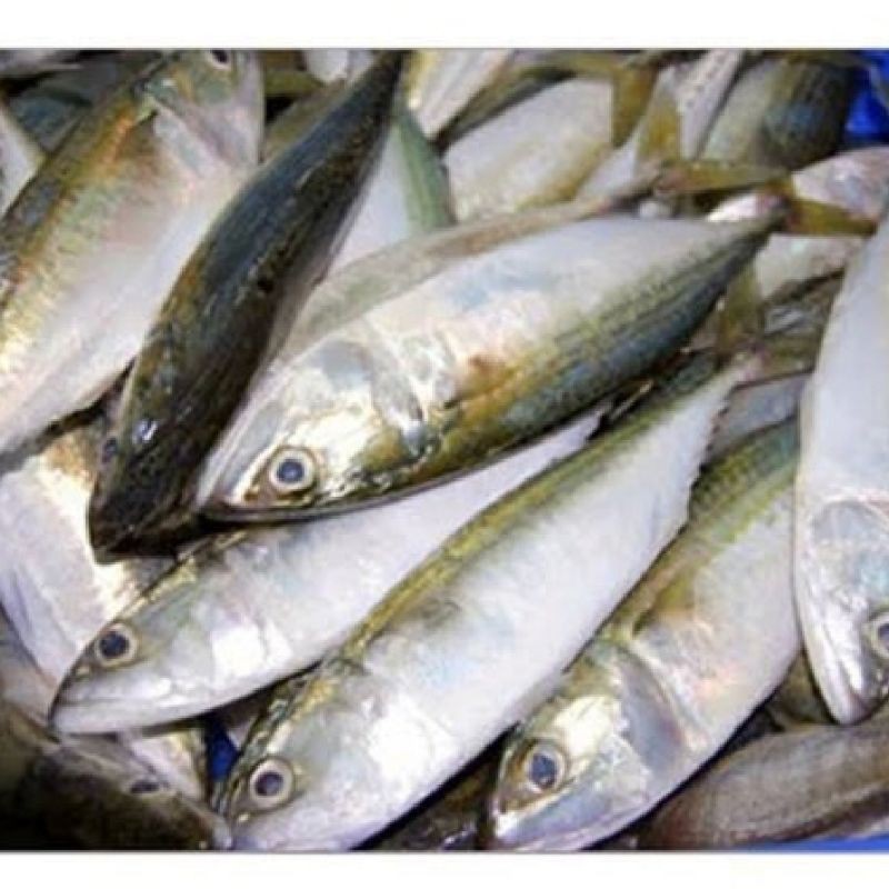 

Ikan Campur 1 kg isi kembung tongkol layang - Seafood